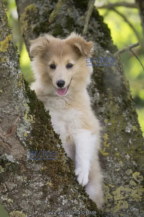  : Dog - Shetland sheepdog puppy