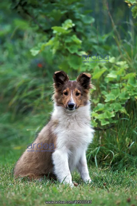 : Dog - Shetland Sheepdog puppy sitting in garden : Dog - Shetland Sheepdog puppy sitting in garden