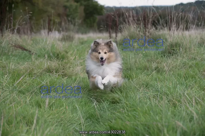 : Dog Shetland Sheepdog / Sheltie running through long grass : Dog Shetland Sheepdog / Sheltie running through long grass