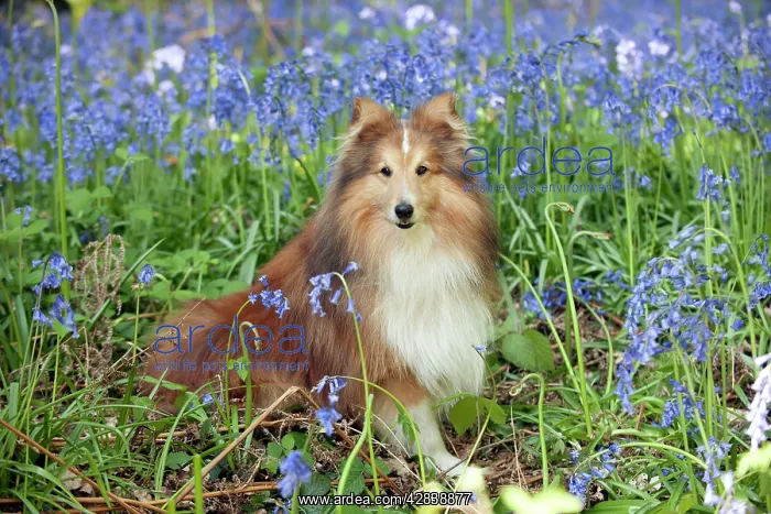  : DOG - Shetland sheepdog sitting in bluebells