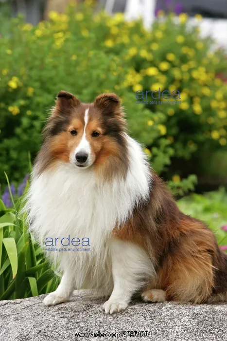 : Dog - Shetland Sheepdog - sitting on rock, portrait : Dog - Shetland Sheepdog - sitting on rock, portrait