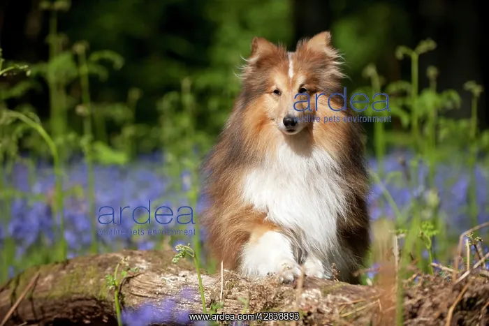 : DOG - Shetland sheepdog standing in bluebells