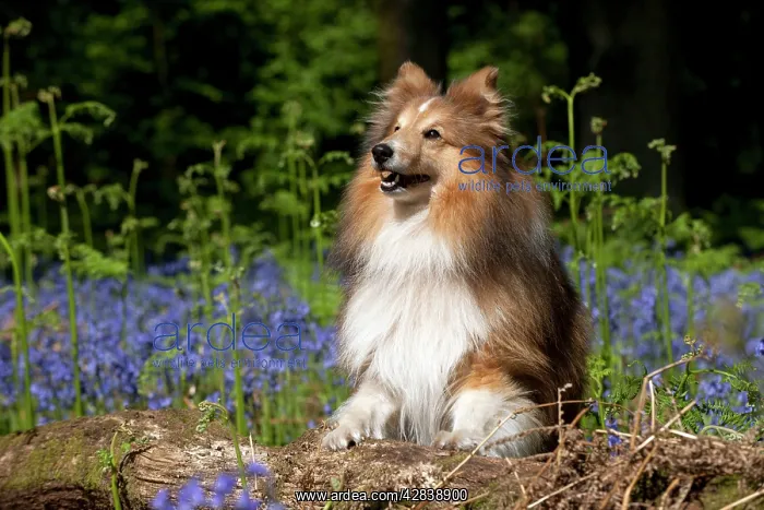  : DOG - Shetland sheepdog standing in bluebells