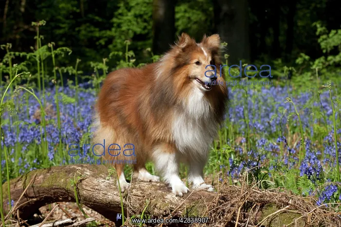  : DOG - Shetland sheepdog standing in bluebells