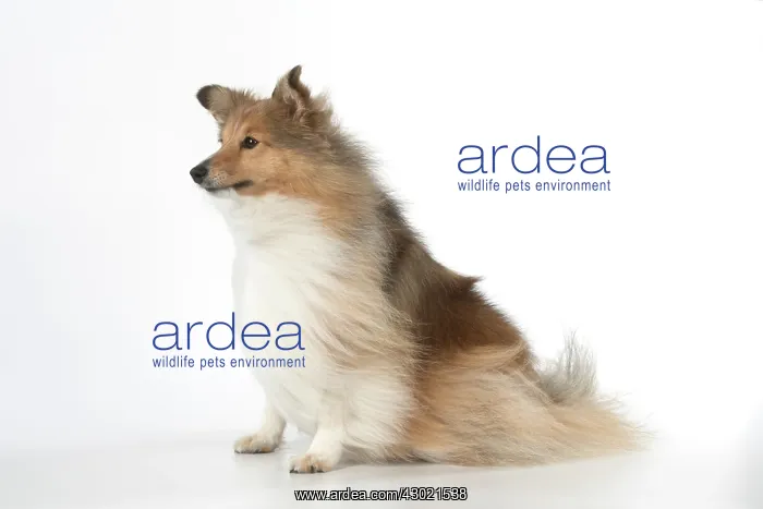 : Dog Shetland Sheepdog in studio : Dog Shetland Sheepdog in studio