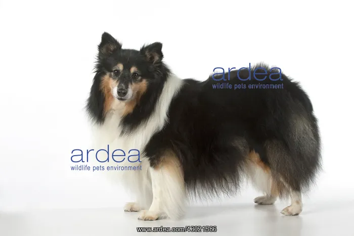 : Dog Shetland Sheepdog in studio : Dog Shetland Sheepdog in studio