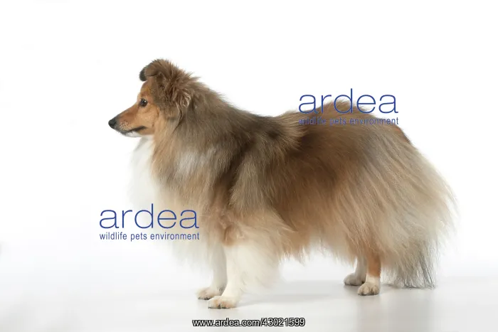  : Dog Shetland Sheepdog in studio