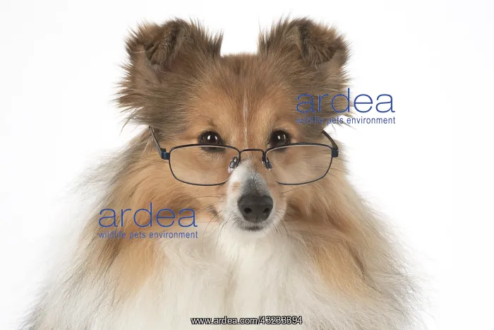 : Dog Shetland Sheepdog in studio : Dog Shetland Sheepdog in studio