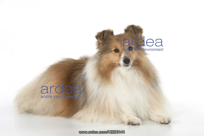 : Dog Shetland Sheepdog in studio : Dog Shetland Sheepdog in studio