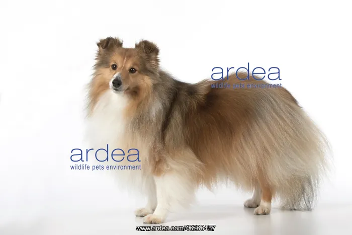 : Dog Shetland Sheepdog in studio : Dog Shetland Sheepdog in studio