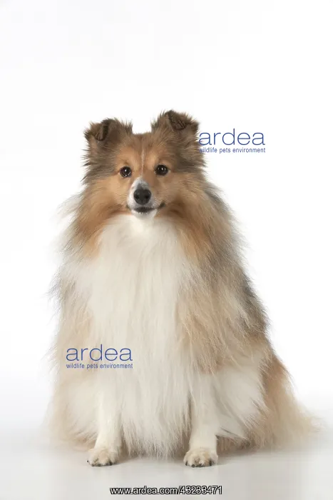  : Dog Shetland Sheepdog in studio
