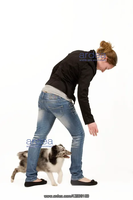 : Dog - Shetland Sheepdog in studio dog dancing with owner : Dog - Shetland Sheepdog in studio dog dancing with owner
