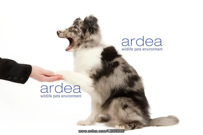 : Dog - Shetland Sheepdog in studio shaking paws : Dog - Shetland Sheepdog in studio shaking paws