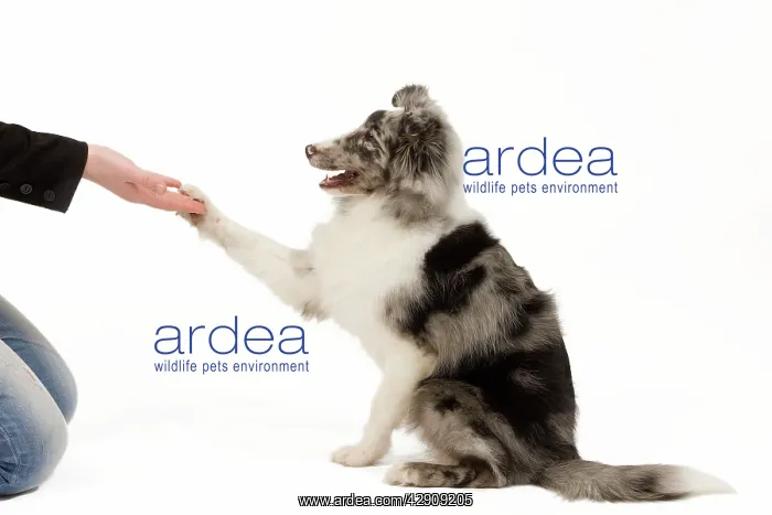 : Dog - Shetland Sheepdog in studio shaking paws : Dog - Shetland Sheepdog in studio shaking paws