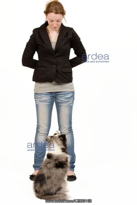 : Dog - Shetland Sheepdog in studio being trained by owner : Dog - Shetland Sheepdog in studio being trained by owner