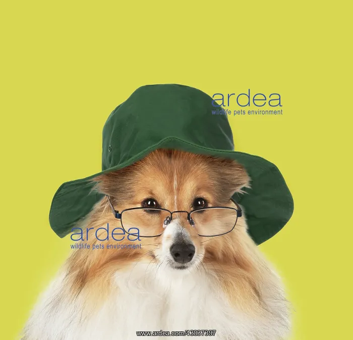 : DOG. Shetland Sheepdog wearing glasses and Ranger : DOG. Shetland Sheepdog wearing glasses and Ranger