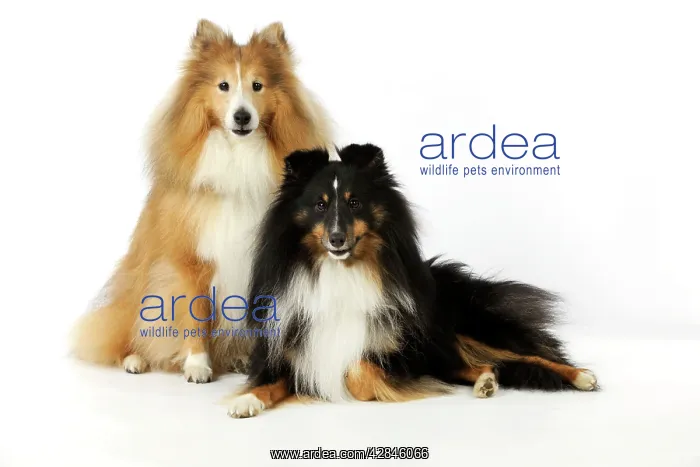  : DOG. Shetland sheepdogs