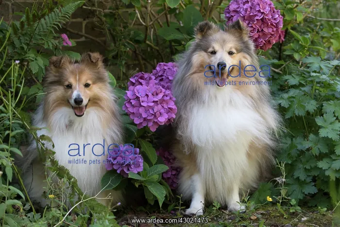 : Dog Shetland Sheepdogs : Dog Shetland Sheepdogs