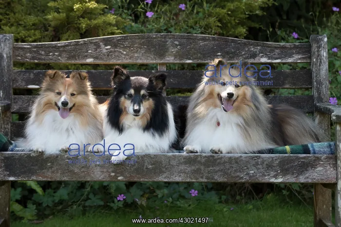 : Dog Shetland Sheepdogs : Dog Shetland Sheepdogs