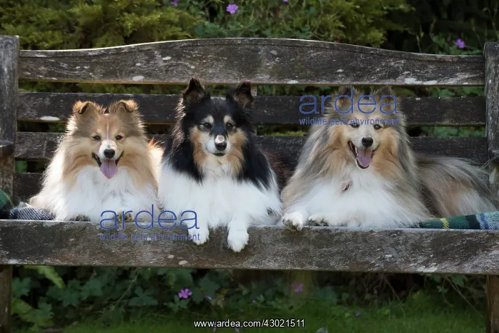 : Dog Shetland Sheepdogs : Dog Shetland Sheepdogs