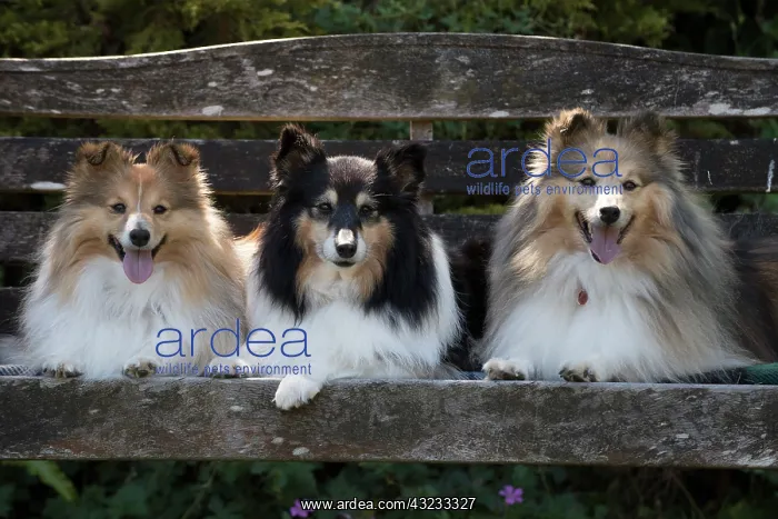: Dog Shetland Sheepdogs : Dog Shetland Sheepdogs
