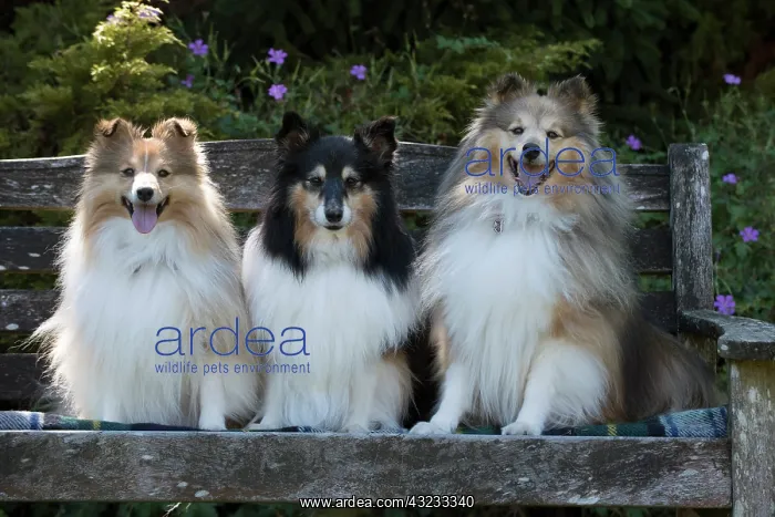 : Dog Shetland Sheepdogs : Dog Shetland Sheepdogs
