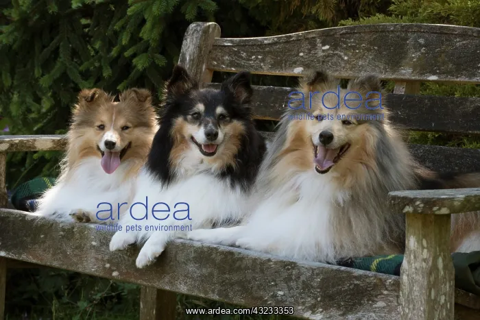 : Dog Shetland Sheepdogs : Dog Shetland Sheepdogs