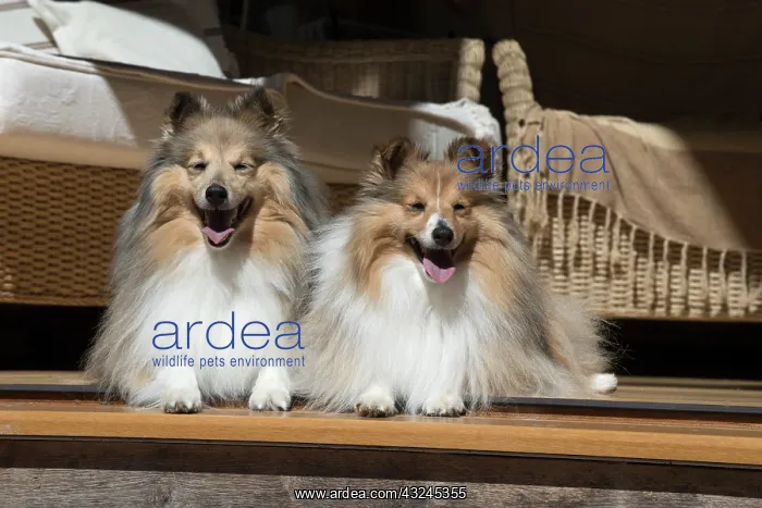  : Dog Shetland Sheepdogs