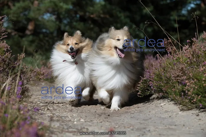 : Dog Shetland Sheepdogs : Dog Shetland Sheepdogs