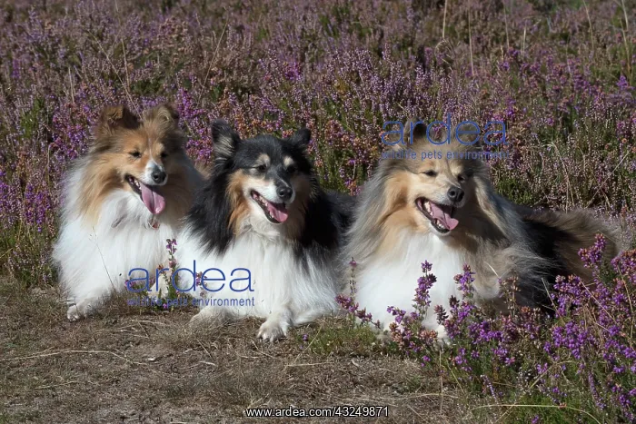 : Dog Shetland Sheepdogs : Dog Shetland Sheepdogs