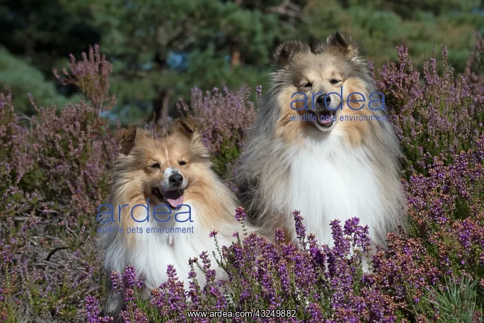 : Dog Shetland Sheepdogs : Dog Shetland Sheepdogs