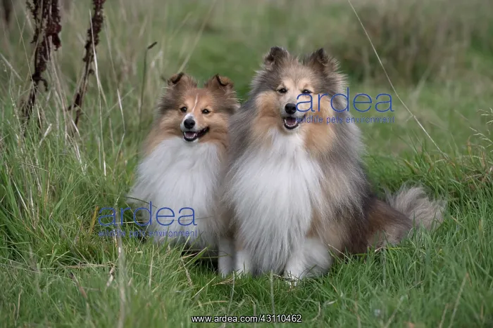  : Dog Shetland Sheepdogs  /  Sheltie in long grass, autumn
