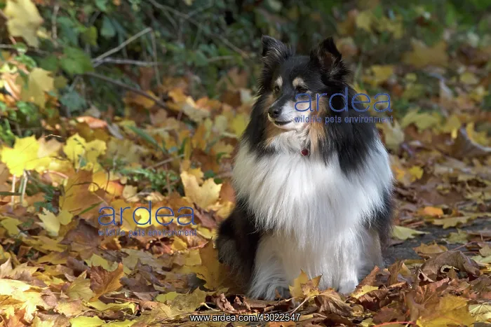 : Dog Shetland Sheepdogs / Sheltie sitting a path with autumn colours : Dog Shetland Sheepdogs / Sheltie sitting a path with autumn colours