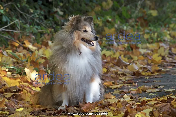 : Dog Shetland Sheepdogs / Sheltie sitting a path with autumn colours : Dog Shetland Sheepdogs / Sheltie sitting a path with autumn colours