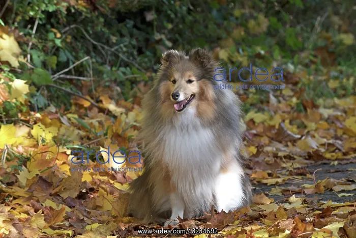 : Dog Shetland Sheepdogs / Sheltie sitting a path with autumn colours : Dog Shetland Sheepdogs / Sheltie sitting a path with autumn colours