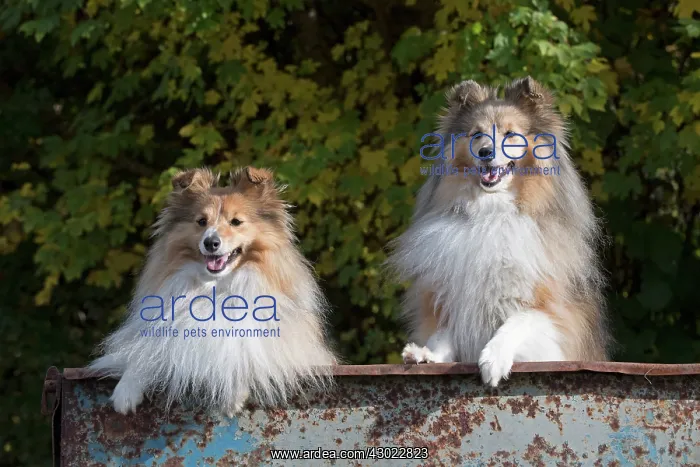 : Dog Shetland Sheepdogs / Sheltie x2 in farm trailer, autumn colours : Dog Shetland Sheepdogs / Sheltie x2 in farm trailer, autumn colours