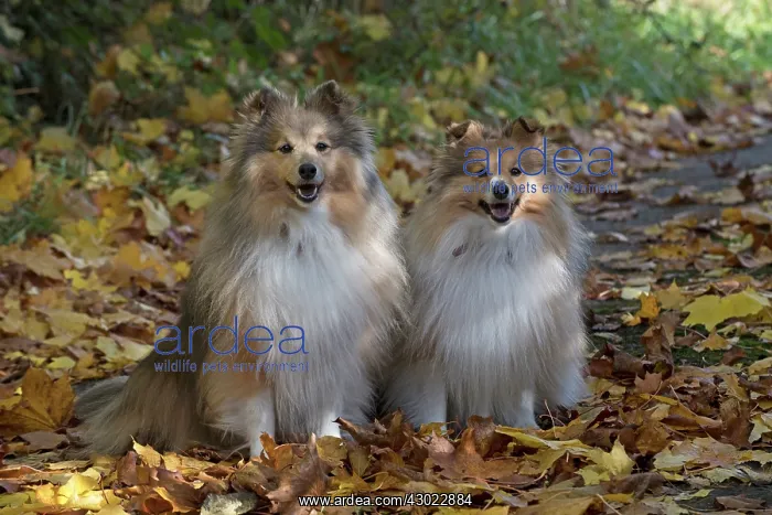 : Dog Shetland Sheepdogs / Sheltie x2 sitting a path with autumn colours : Dog Shetland Sheepdogs / Sheltie x2 sitting a path with autumn colours