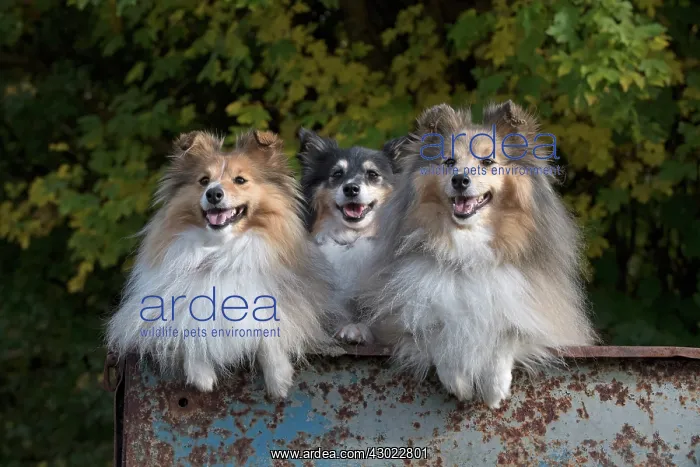 : Dog Shetland Sheepdogs / Sheltie x3 in farm trailer, autumn colours : Dog Shetland Sheepdogs / Sheltie x3 in farm trailer, autumn colours