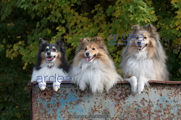 : Dog Shetland Sheepdogs / Sheltie x3 in farm trailer, autumn colours : Dog Shetland Sheepdogs / Sheltie x3 in farm trailer, autumn colours