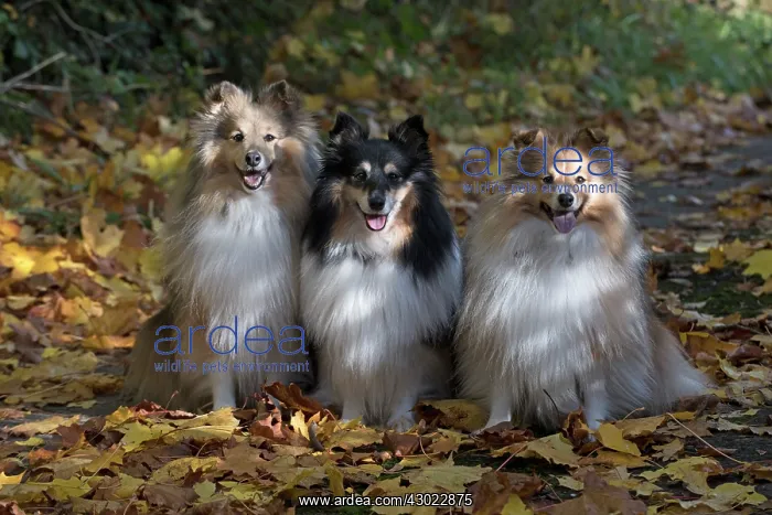 : Dog Shetland Sheepdogs / Sheltie x3 sitting with autumn leaves and colours : Dog Shetland Sheepdogs / Sheltie x3 sitting with autumn leaves and colours