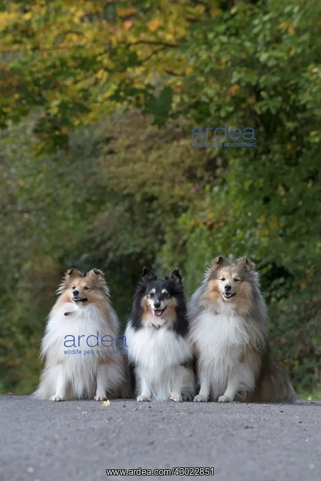 : Dog Shetland Sheepdogs / Sheltie x3 sitting a path with autumn colours : Dog Shetland Sheepdogs / Sheltie x3 sitting a path with autumn colours