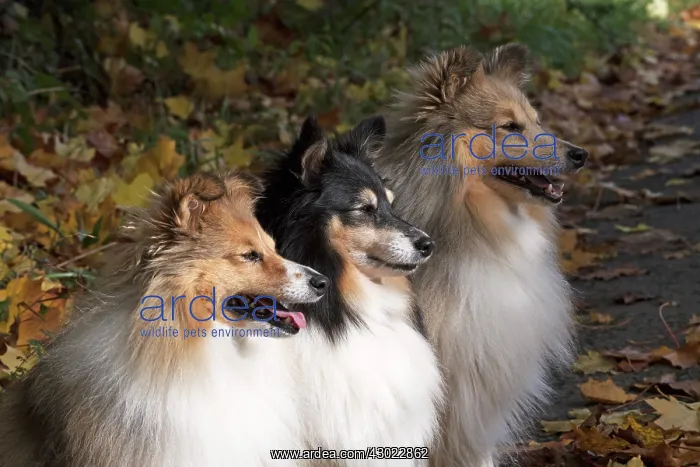 : Dog Shetland Sheepdogs / Sheltie x3 sitting a path with autumn colours : Dog Shetland Sheepdogs / Sheltie x3 sitting a path with autumn colours