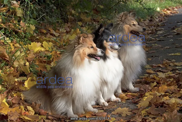  : Dog Shetland Sheepdogs  /  Sheltie x3 sitting a path with autumn colours