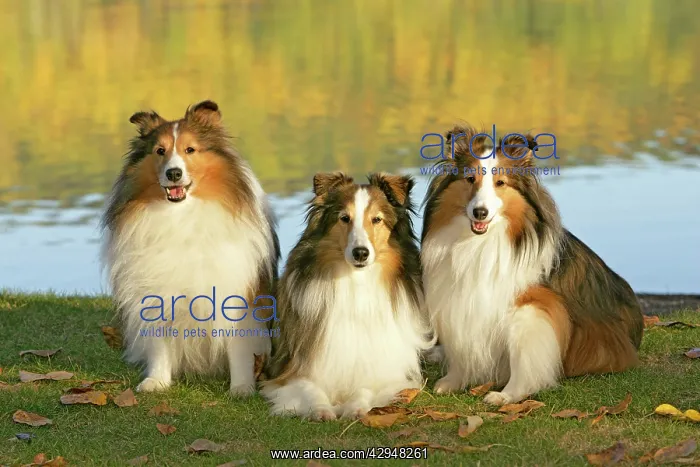 : Dog - Three Shetland Sheepdogs sitting in grass by lakeshore : Dog - Three Shetland Sheepdogs sitting in grass by lakeshore