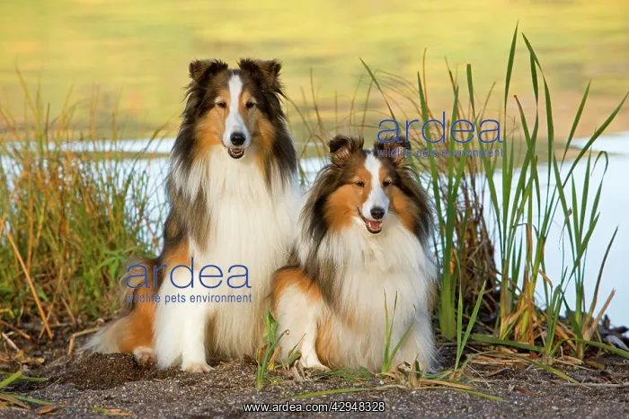 : Dog - Two Shetland Sheepdogs sitting by Lakeshore : Dog - Two Shetland Sheepdogs sitting by Lakeshore