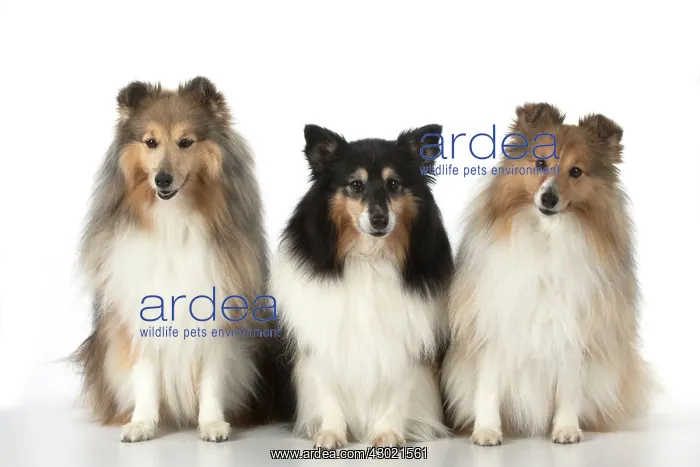 : Dog Shetland Sheepdogs in studio : Dog Shetland Sheepdogs in studio