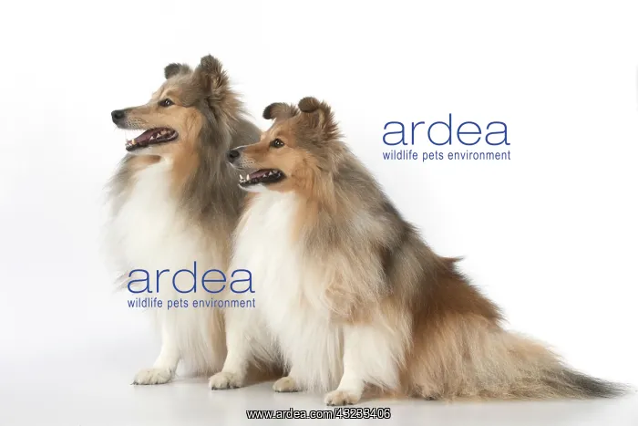  : Dog Shetland Sheepdogs in studio