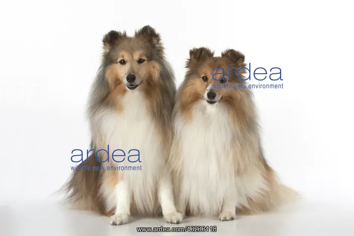  : Dog Shetland Sheepdogs in studio