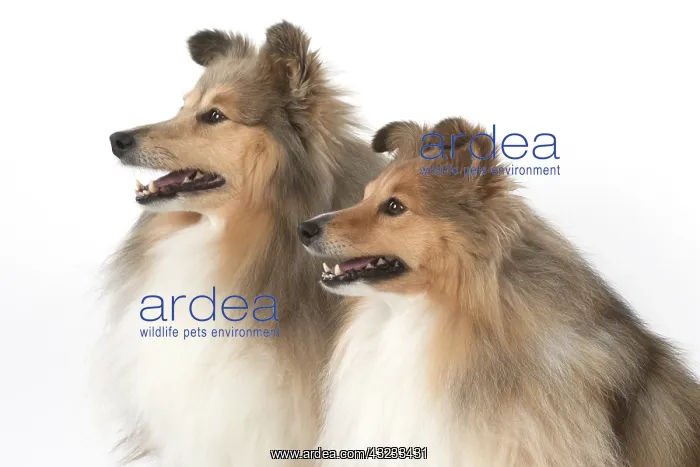  : Dog Shetland Sheepdogs in studio