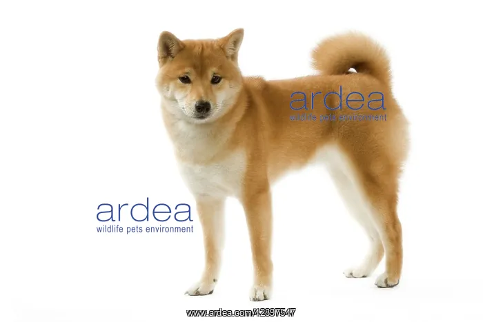  : Dog - Shiba Inu